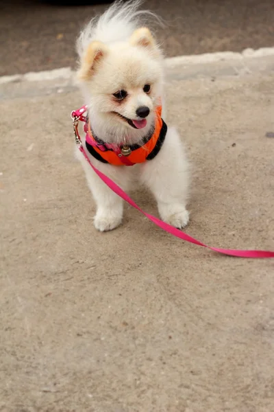 Pomeranya köpeği beyaz güzel Park.