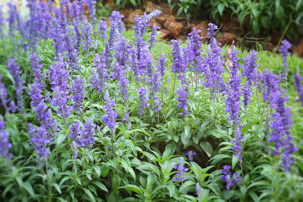 Purple salvia flowers wth the nature — Stock Photo, Image