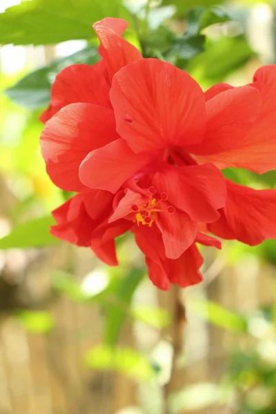 Hibiscus flowers  in the nature — Stock Photo, Image