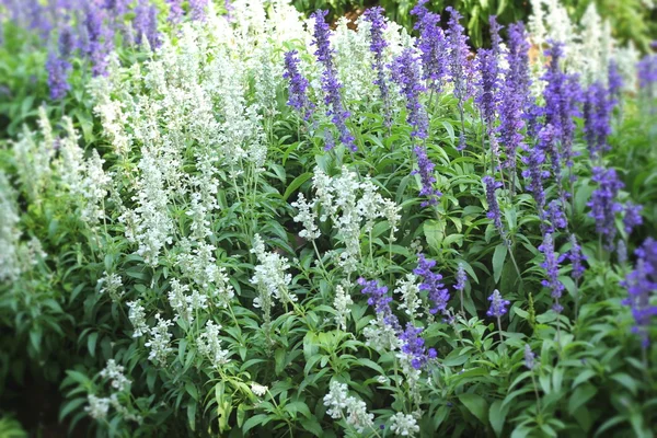 Flores salvia roxas wth a natureza — Fotografia de Stock