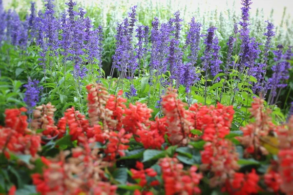 Purple salvia flowers - Red flower wth the nature — Stock Photo, Image