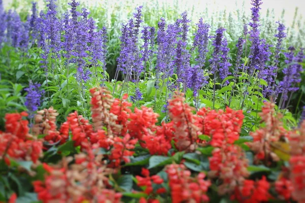 Kwiaty fioletowe salvia - wth czerwony kwiat natura — Zdjęcie stockowe