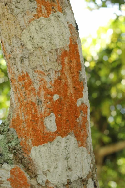 Termiten nisten auf dem Baum — Stockfoto