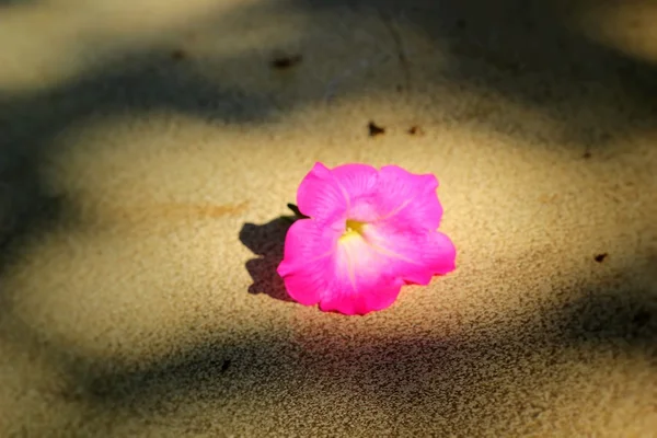 Roze bloemen op textuur achtergrond — Stockfoto