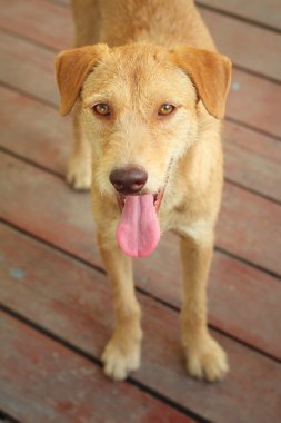 Kahverengi köpek katta oturan bakıyor.