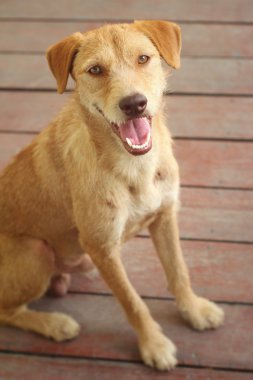 Kahverengi köpek katta oturan bakıyor.