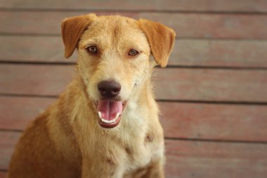 Kahverengi köpek katta oturan bakıyor.