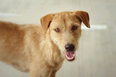 Kahverengi köpek katta oturan bakıyor.