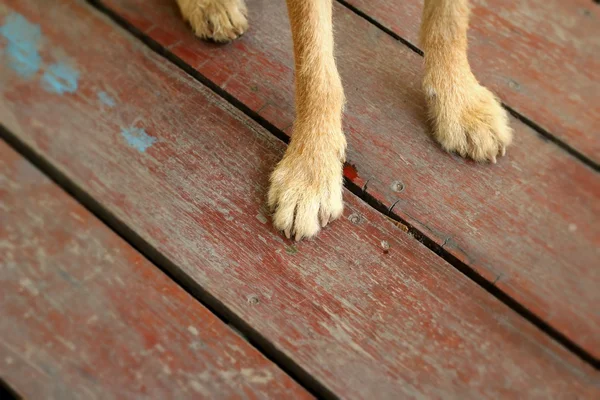 Pernas cão marrom sentado no chão . — Fotografia de Stock