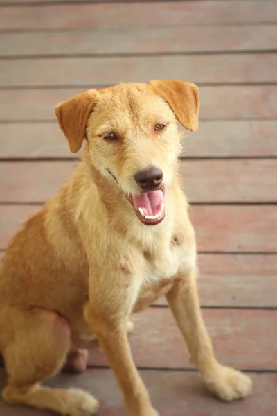 Perro marrón sentado en el suelo están mirando . — Foto de Stock