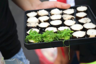 Japon suşi Japon geleneksel - yapma Gıda