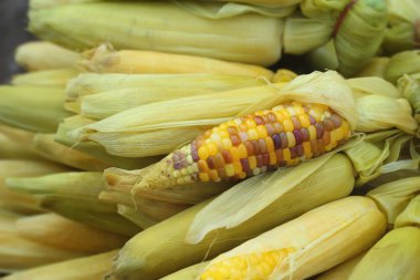 Markette taze Mısır