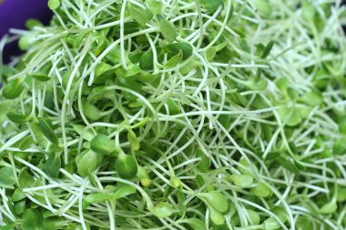 Doğa ile bitkiler zayıf ayçiçeği