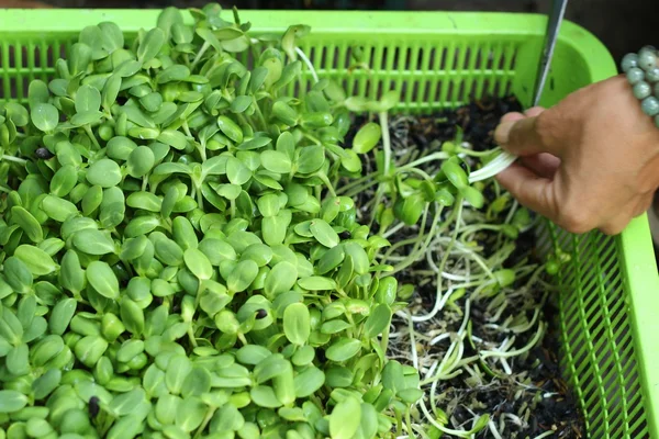 Plantas girasol débil con la naturaleza — Foto de Stock