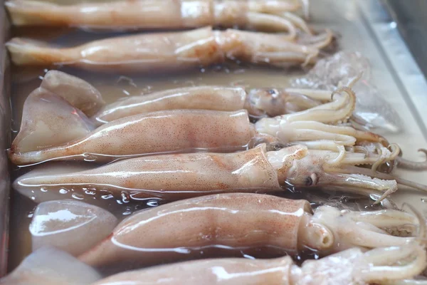 Fresh squid in the market — Stock Photo, Image