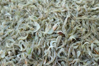 Pazarda taze karides