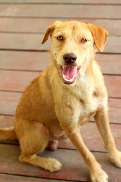 Bruine hond zittend op de vloer zijn staren. — Stockfoto