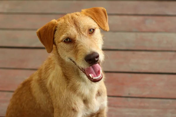 Bruine hond zittend op de vloer zijn staren. — Stockfoto