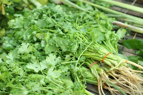 Färska grönsaker - koriander på marknaden. — Stockfoto