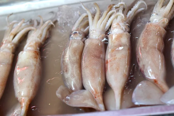 Calamares frescos en el mercado — Foto de Stock