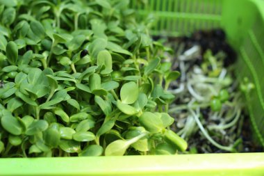 Doğa ile bitkiler zayıf ayçiçeği