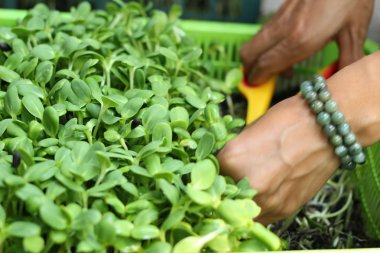 Doğa ile bitkiler zayıf ayçiçeği