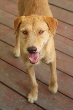 Kahverengi köpek katta oturan bakıyor.