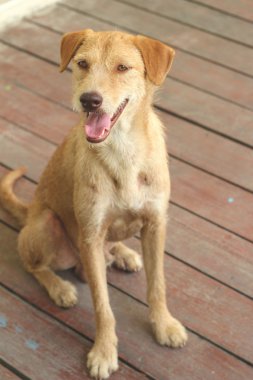 Kahverengi köpek katta oturan bakıyor.