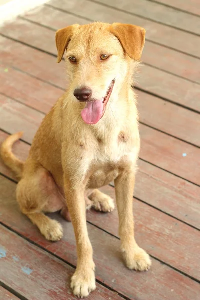 Chien brun assis sur le sol fixent . — Photo