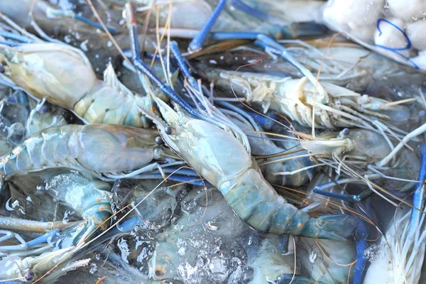 Crevettes fraîches sur le marché — Photo