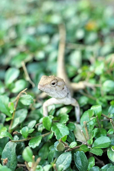 Lucertola thai marrone sull'albero — Foto Stock