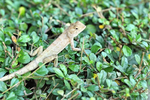 Коричневий тайський ящірка на дереві — стокове фото