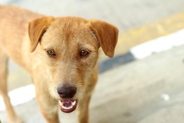 Kahverengi köpek katta oturan bakıyor.