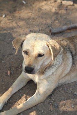 kahverengi köpek arıyorum - yere