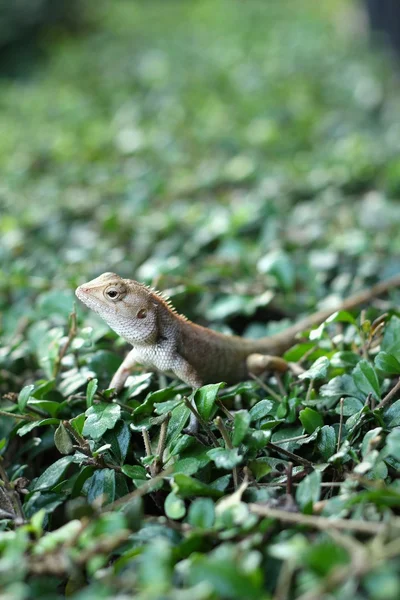 Brown thai lizard on tree — Stock Photo, Image