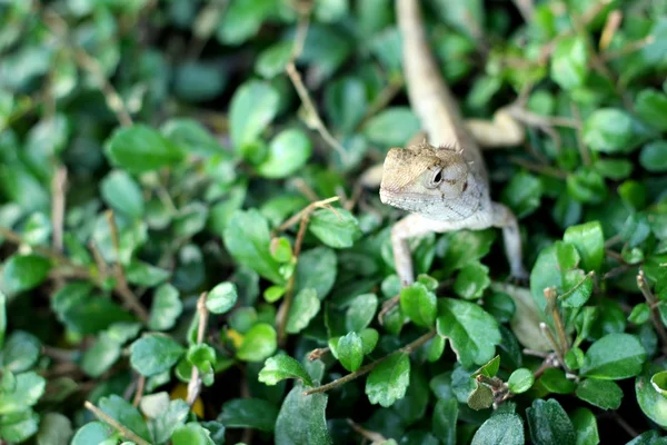 Brown thai lizard on tree — Stock Photo, Image