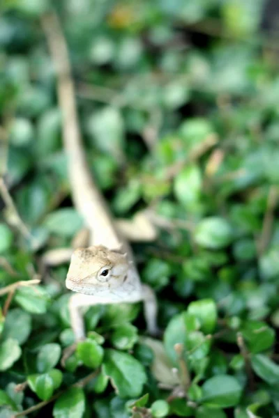 Brown thai lizard on tree — Stock Photo, Image