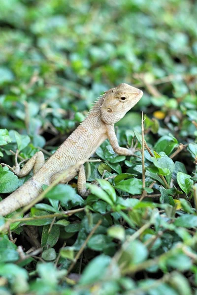 Brown thai lizard on tree — Stock Photo, Image