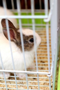 Bir kafeste beyaz kahverengi tavşan.