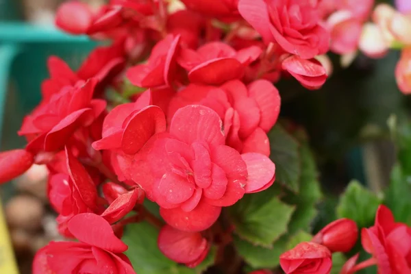 Begonia blommor i naturen — Stockfoto