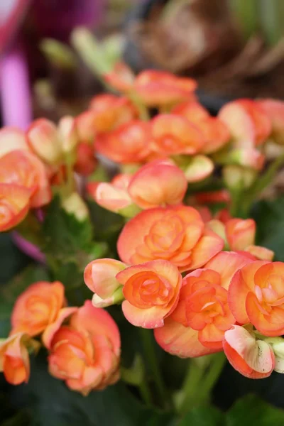 Begonia blommor i naturen — Stockfoto