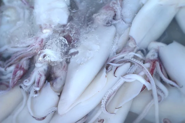 Calamares frescos en el mercado —  Fotos de Stock