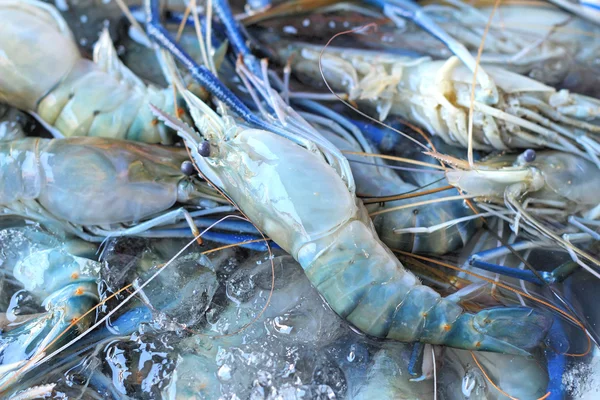 Camarones frescos en el mercado —  Fotos de Stock