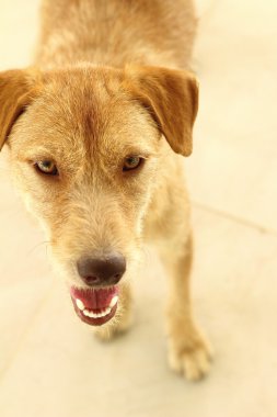Kahverengi köpek katta oturan bakıyor.
