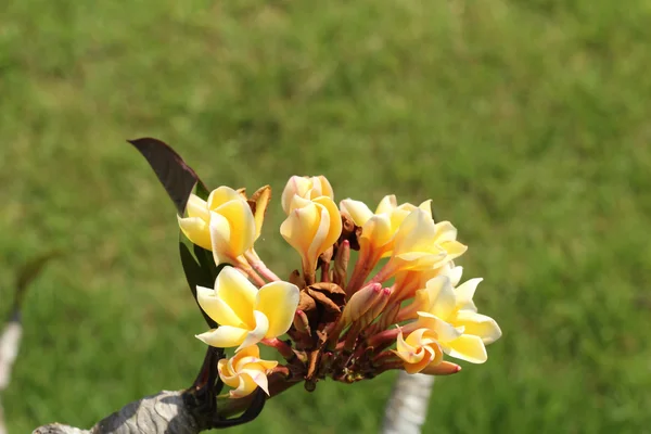 White frangipani flower on tree — Stock Photo, Image