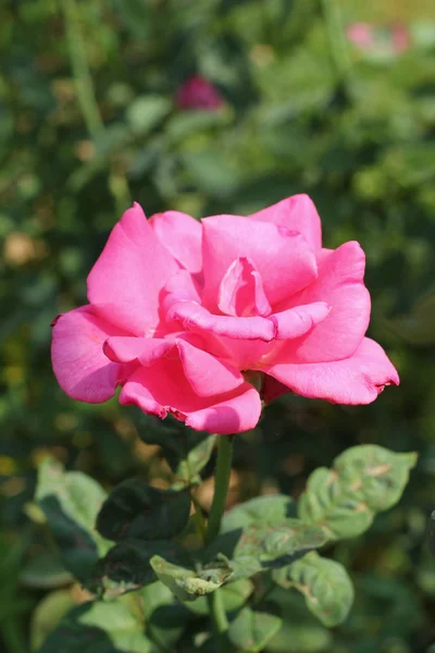 Lindas rosas na natureza — Fotografia de Stock