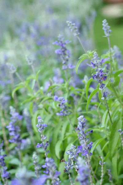 Flores de salvia roxas na natureza — Fotografia de Stock