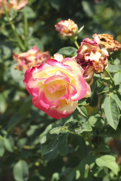 Lindas rosas na natureza — Fotografia de Stock