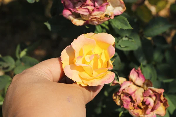 Hermosas rosas en la naturaleza — Foto de Stock