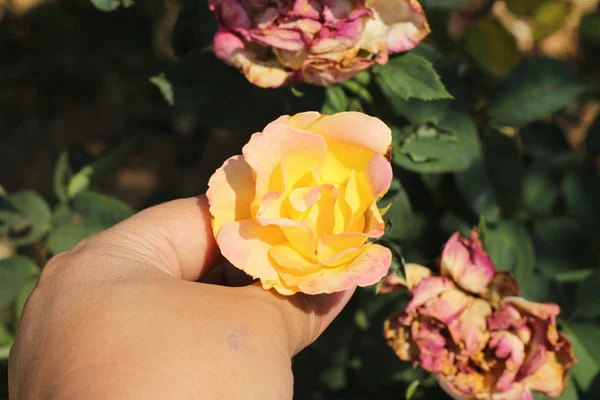 Beautiful roses in the nature — Stock Photo, Image